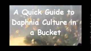 How to culture daphnia outside [upl. by Eicrad]