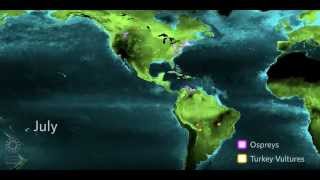 Why Do Birds Migrate Educator Version  California Academy of Sciences [upl. by Hanyaz453]