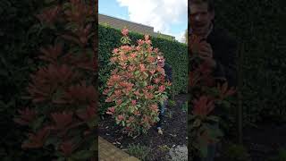 How Photinia Pink Crispy looks in Peters garden [upl. by Swirsky231]