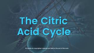 Overview of the citric acid cycle [upl. by Beaner]