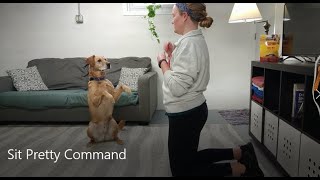 Teach Your Dog to Sit Pretty [upl. by Iht]