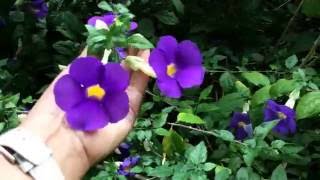 Thunbergia erecta  Kings Mantle Bush Clock Vine [upl. by Nerac]