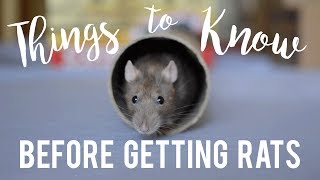 Rat Care For Beginners [upl. by Goodson]