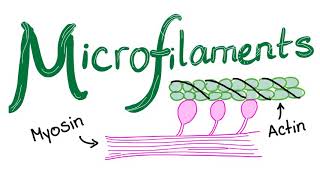 Microfilaments [upl. by Kenlee]