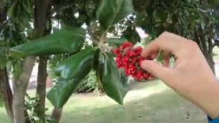 How to grow a Magnolia tree from seed [upl. by Lugar]