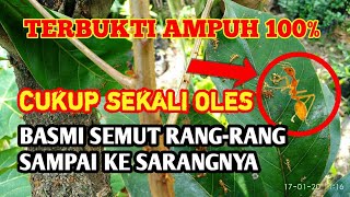 TERBUKTI  Cara Paling Ampuh Membasmi Semut RangrangAngkrang Sampai ke Sarangnya  AgroPark [upl. by Eonak]