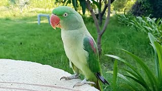 Super Cute Alexandrine Parrot [upl. by Dine44]