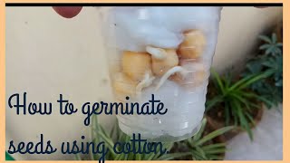 How to germinate seed using cotton balls  kids science activity [upl. by Eldnik]