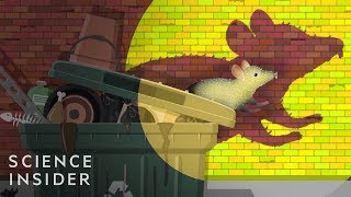 Why Cities Can’t Get Rid Of Rats [upl. by Eugaet]