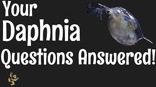 Daphnia Questions Answered [upl. by Artenal]