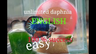 daphnia moina culture Easy way Unlimited production English  with sub Green water Chlorella [upl. by Vidda]