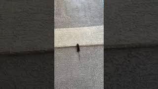 Rats Crawling Up A Wall How Rates Get Inside Your Home Video Summited By DTermination Pest Control [upl. by Egiedan20]