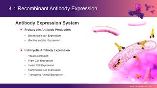 Recombinant Antibody Overview II — Creative Biolabs [upl. by Toole]