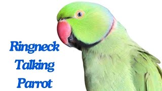 Alexandrine parakeet Parrot  Ringneck Talking Parrot [upl. by Oilasor]