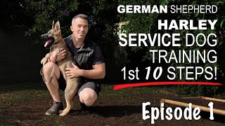 First Ten Steps When Training A Service Dog [upl. by Ztnaj]