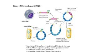 Uses of Recombinant DNA [upl. by Audri]