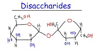 Disaccharides  Sucrose Maltose Lactose  Carbohydrates [upl. by Rehctaht]