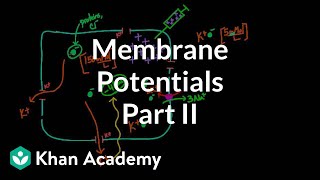 Membrane potentials  part 2  Circulatory system physiology  NCLEXRN  Khan Academy [upl. by Elia155]