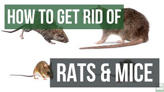 How to Get Rid of Rats and Mice Guaranteed 4 Easy Steps [upl. by Tigirb]