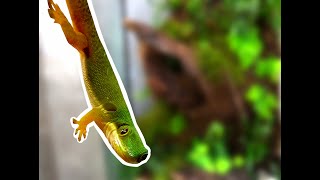 Making of Peacock day gecko setup Phelsuma quadriocellata enclosure [upl. by Grimonia]