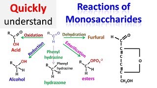 Reactions of monosaccharides [upl. by Rue]