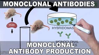 Monoclonal Antibodies and its Production [upl. by Eirhtug]