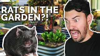 How to Prevent and Control RATS in Your Garden 🐀 😱 [upl. by Hamian]