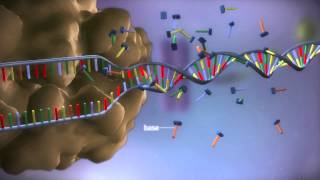 From DNA to protein  3D [upl. by Fulvia]