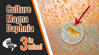 How to culture DAPHNIA MAGNA  The easy way [upl. by Leontina863]