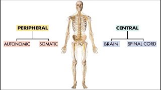 How do nerves become hypersensitive [upl. by Sedruol]