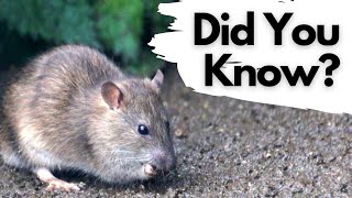 Things you need to know about BROWN RATS [upl. by Ioves]