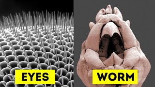 Objects Under Electron Microscope Part 4 [upl. by Aillicec]