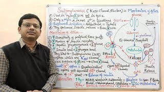 Diabetes Mellitus Part10 Mechanism of Action of Sulfonylurease  Antidiabetic Drugs  Diabetes [upl. by Eedak440]