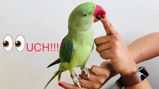 How to Stop My Baby Alexandrine Parrot Parakeet Bird from Biting Me [upl. by Atinuj]