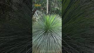 Xanthorrhoea glauca [upl. by Yracaz948]