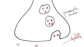 Antipsychotic Drug Mechanism [upl. by Stallworth]