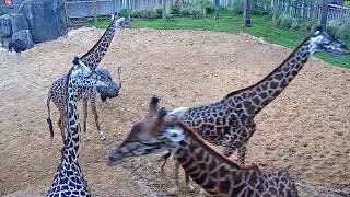 Houston Zoo Giraffe Platform Cam  Feeding Live Cam  Ozolio Webcam Services [upl. by Kcired]