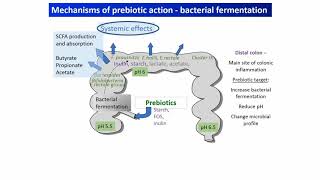 Understanding probiotics and prebiotics mechanisms that drive health benefits [upl. by Odel]