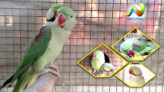 Alexandrine Parrot Breeding Season 2020 Breeding Tips [upl. by Nepil]