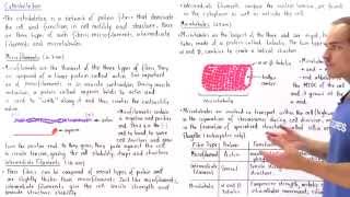 Microfilaments Intermediate Filaments and Microtubules [upl. by Bette-Ann]