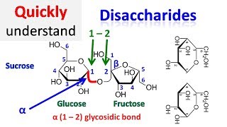 Disaccharide [upl. by Peggi]