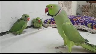 MY  TALKING PARROT  PLAYING WITH BABY PARROTS  PBI OFFICIAL Youtube [upl. by Ardnaeel277]