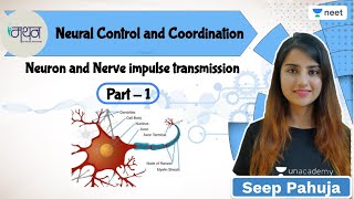 Neural Control and Coordination  Neuron and Nerve Impulse Transmission  L1  Seep Pahuja [upl. by Odnesor]