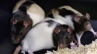 Rat Breeding Setup  How to Start Breeding Rats [upl. by Attennhoj]