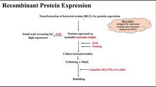 Protein Expression  Bacterial Expression System [upl. by Nylareg]