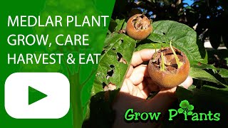 Medlar plant – grow care amp harvest Mespilus germanica [upl. by Orodoet]