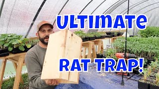 No More Rats Easy Homemade Rat Trap [upl. by Ansev7]