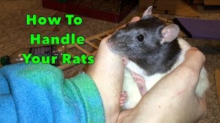 How To Pick Up And Handle Your Rats [upl. by Eelimaj]