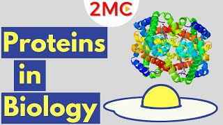 Proteins  Biological Molecules Simplified 2 [upl. by Alleras]