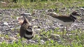 Killdeer Building Nest Charadrius vociferus [upl. by Orvie]